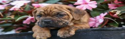 Beabull dogs for sale: Avery ❤️ - Ad 17