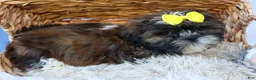 Shih Tzu dogs for sale: RUBBLE - Ad 12