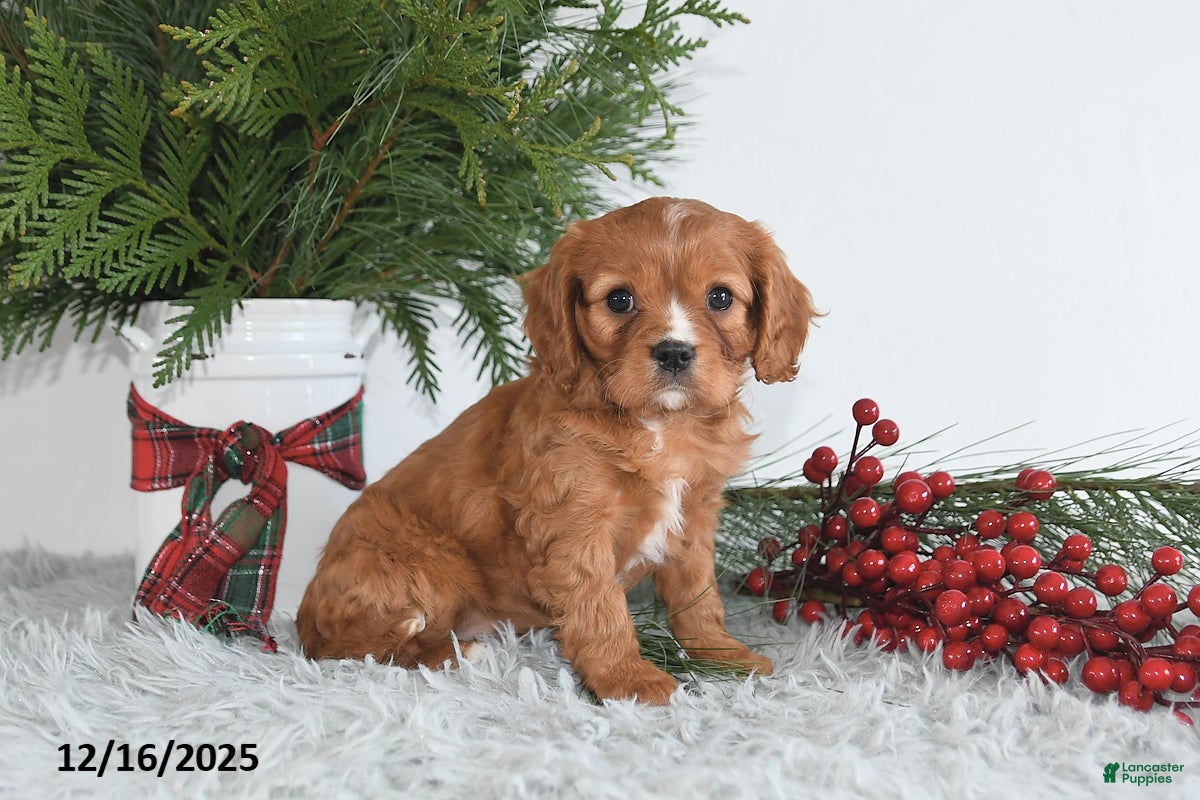 Cavalier King Charles Spaniel dogs Noelle - Ad 25