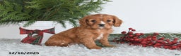 Cavalier King Charles Spaniel dogs for sale: Noelle - Ad 1