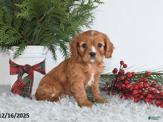 Cavalier King Charles Spaniel dogs Noelle - Ad 25
