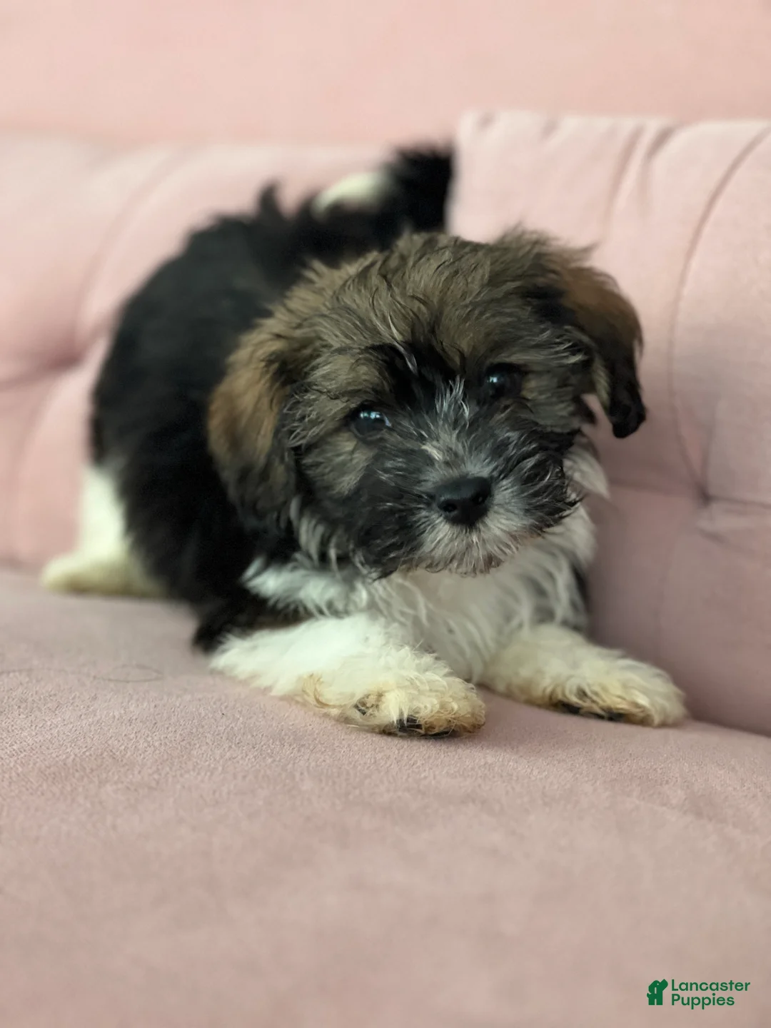 Havanese dogs for sale: Solomon - Ad 3