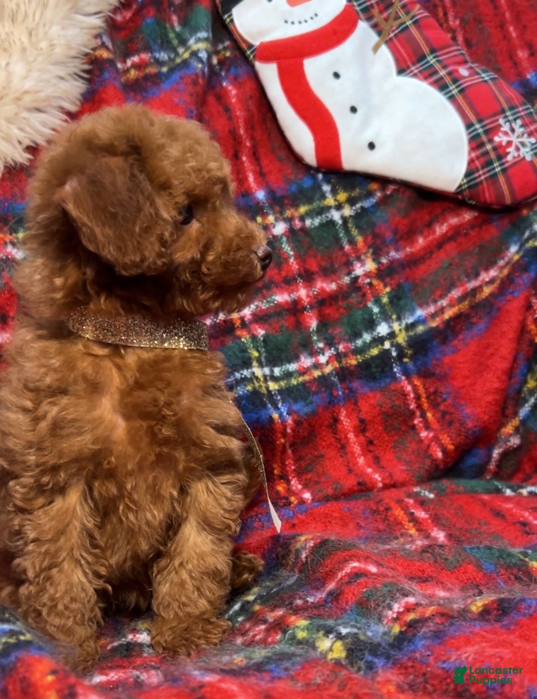 Toy Poodle dogs for sale: Toy Poodle Puppy 1 - Ad 2