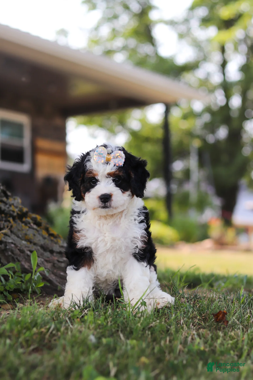 Mini Bernedoodle dogs for sale: Chloe - Ad 1
