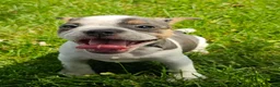Mixed Breed dogs for sale: Spot - Ad 2