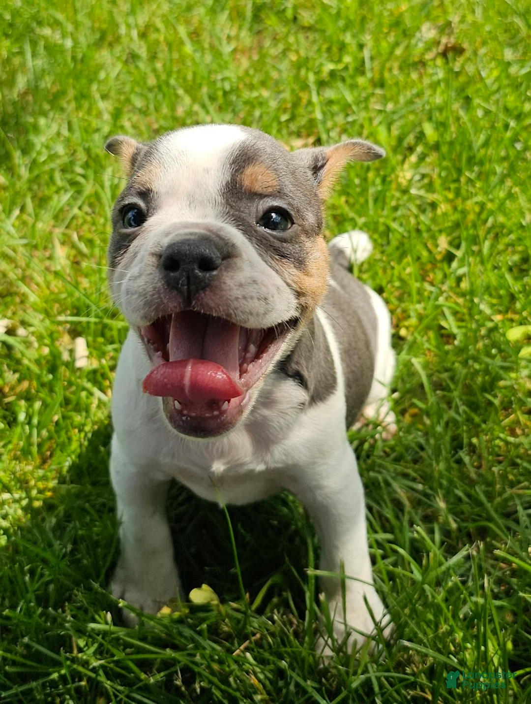 Mixed Breed dogs for sale: Spot - Ad 2