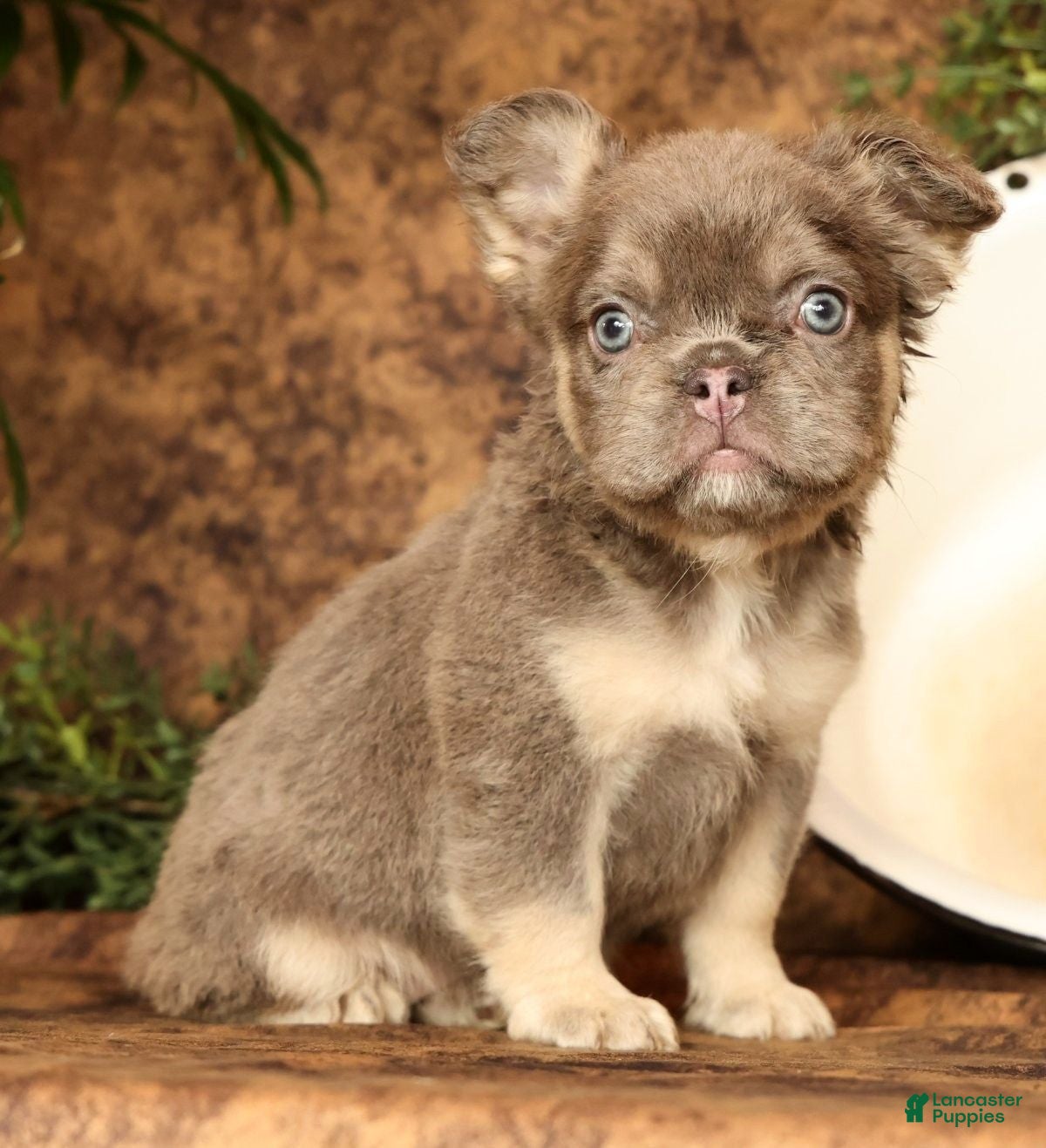 French Bulldog dogs for sale: Dana - Ad 9