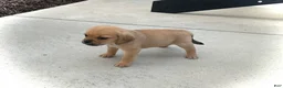 Puggle dogs for sale: Puggle 4 - Ad 3