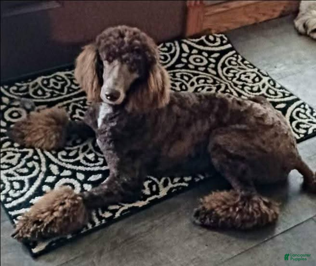 Standard Poodle dogs for sale: Ruger  - Ad 4