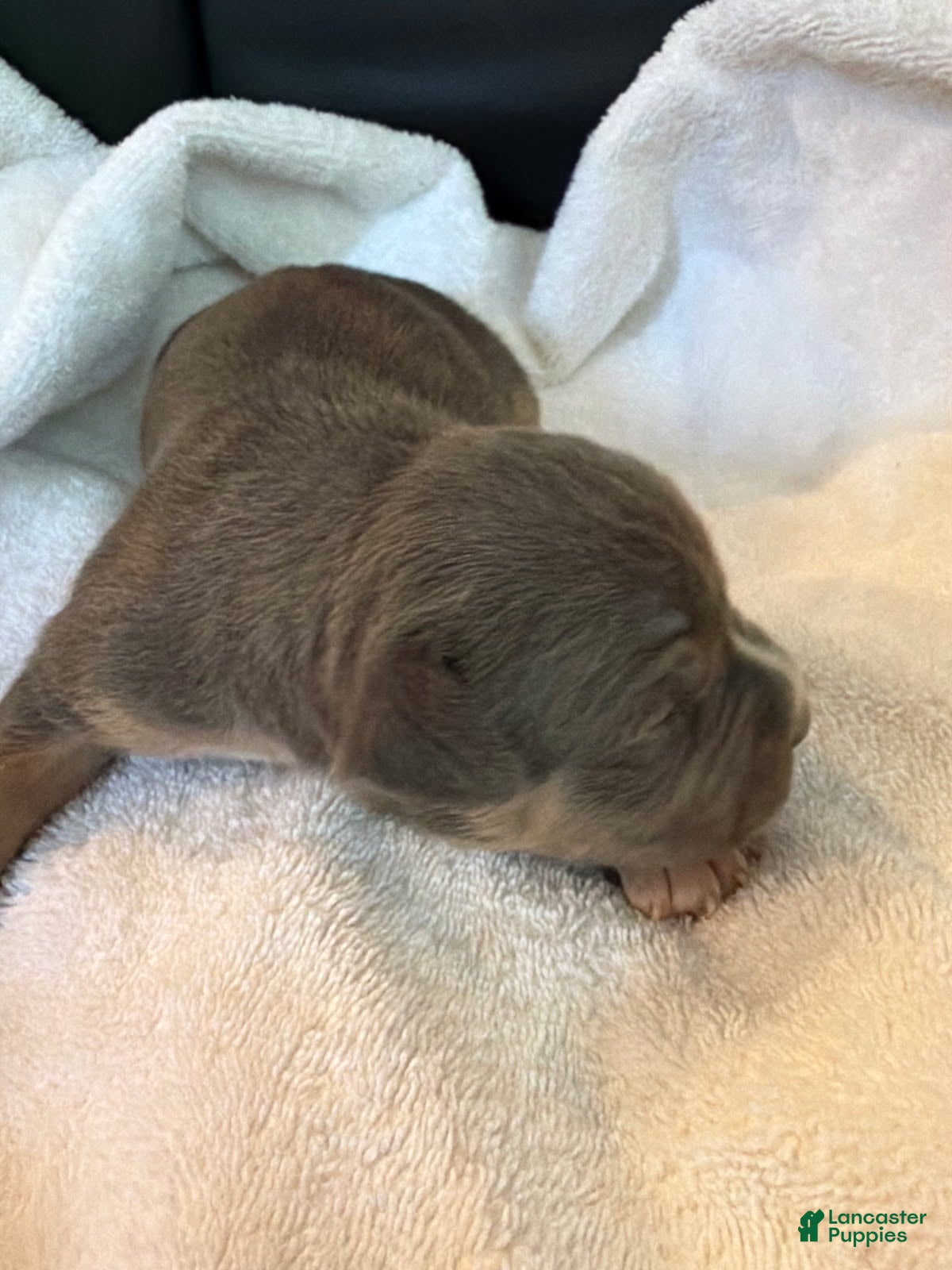American Bully dogs Kiki - Ad 1