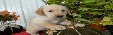 Labrador Retriever 5 Sunshine