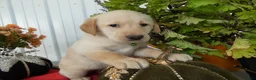 Labrador Retriever dogs for sale: Labrador Retriever 5 Sunshine - Ad 1