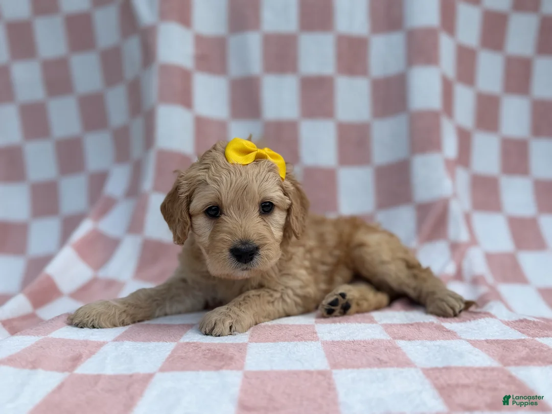 Goldendoodle dogs for sale: Betty - Ad 8