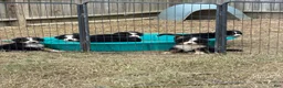 Bernese Mountain Dog dogs for sale: CamoGreen - Ad 21