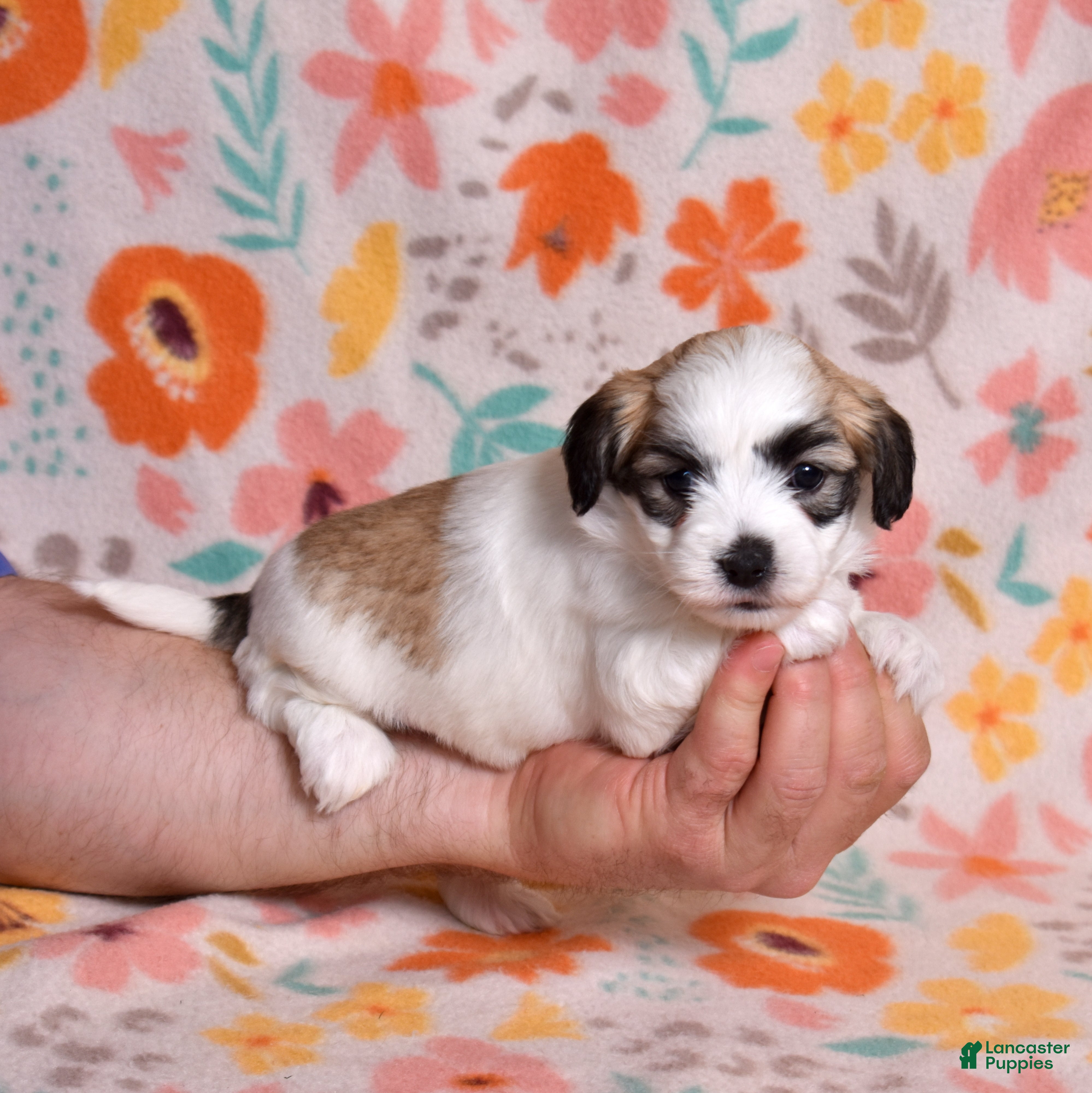 Coton De Tulear dogs Jasmine - Ad 1