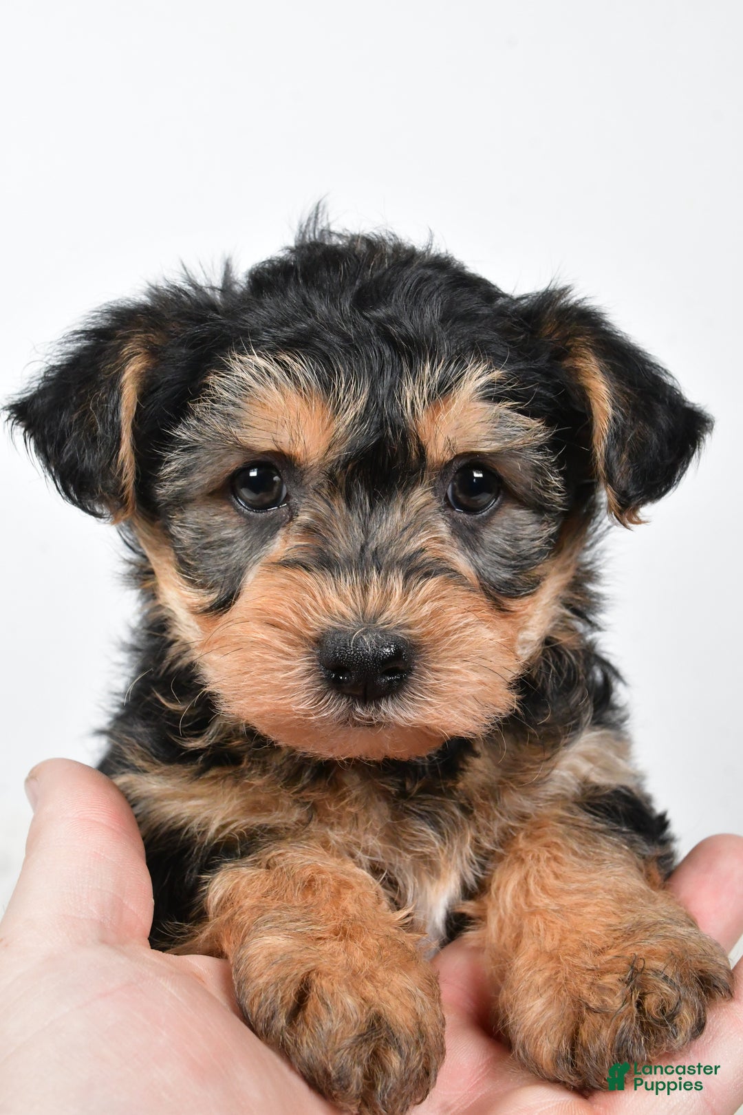 Morkie dogs for sale: Noah - Ad 4