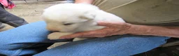 Great Pyrenees dogs for sale: Yellow Collar Female Great Pyrenees Puppy  - Ad 2