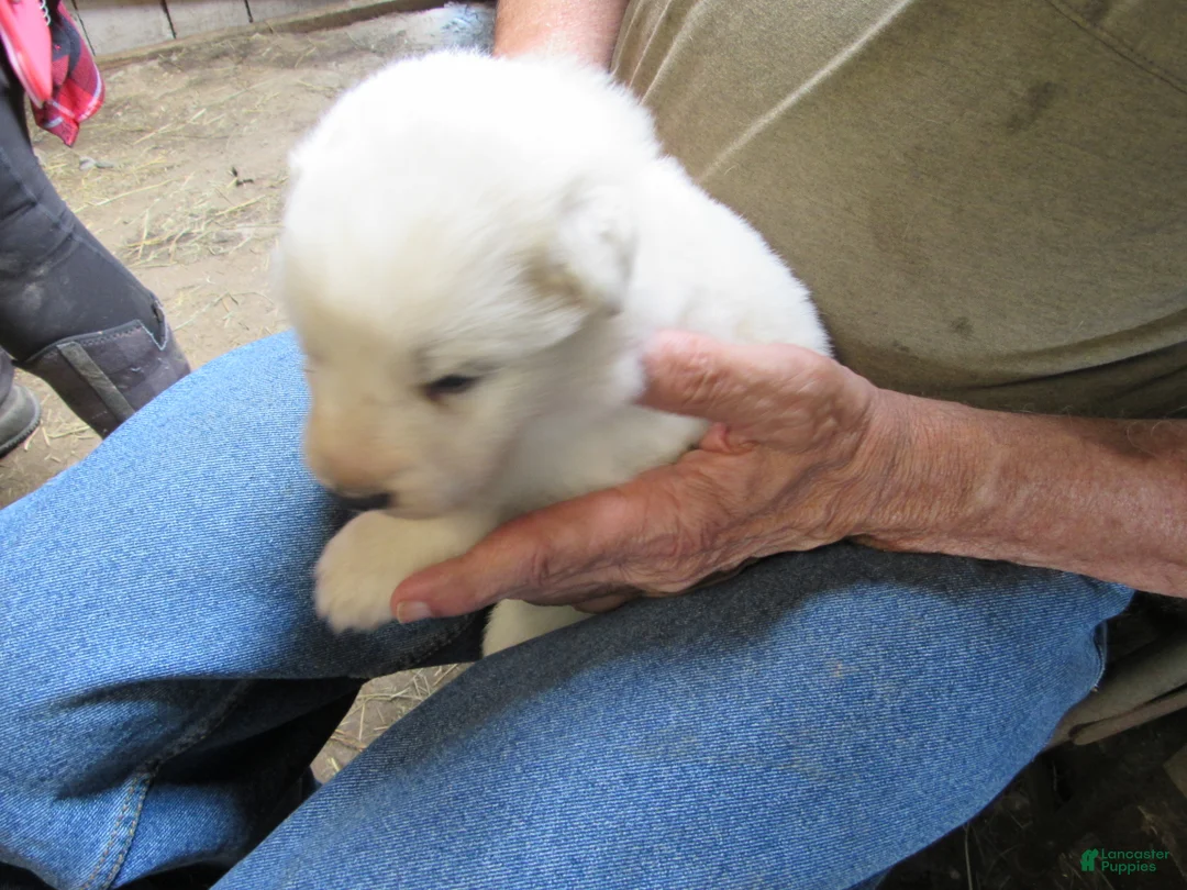 Great Pyrenees dogs for sale: Yellow Collar Female Great Pyrenees Puppy  - Ad 2