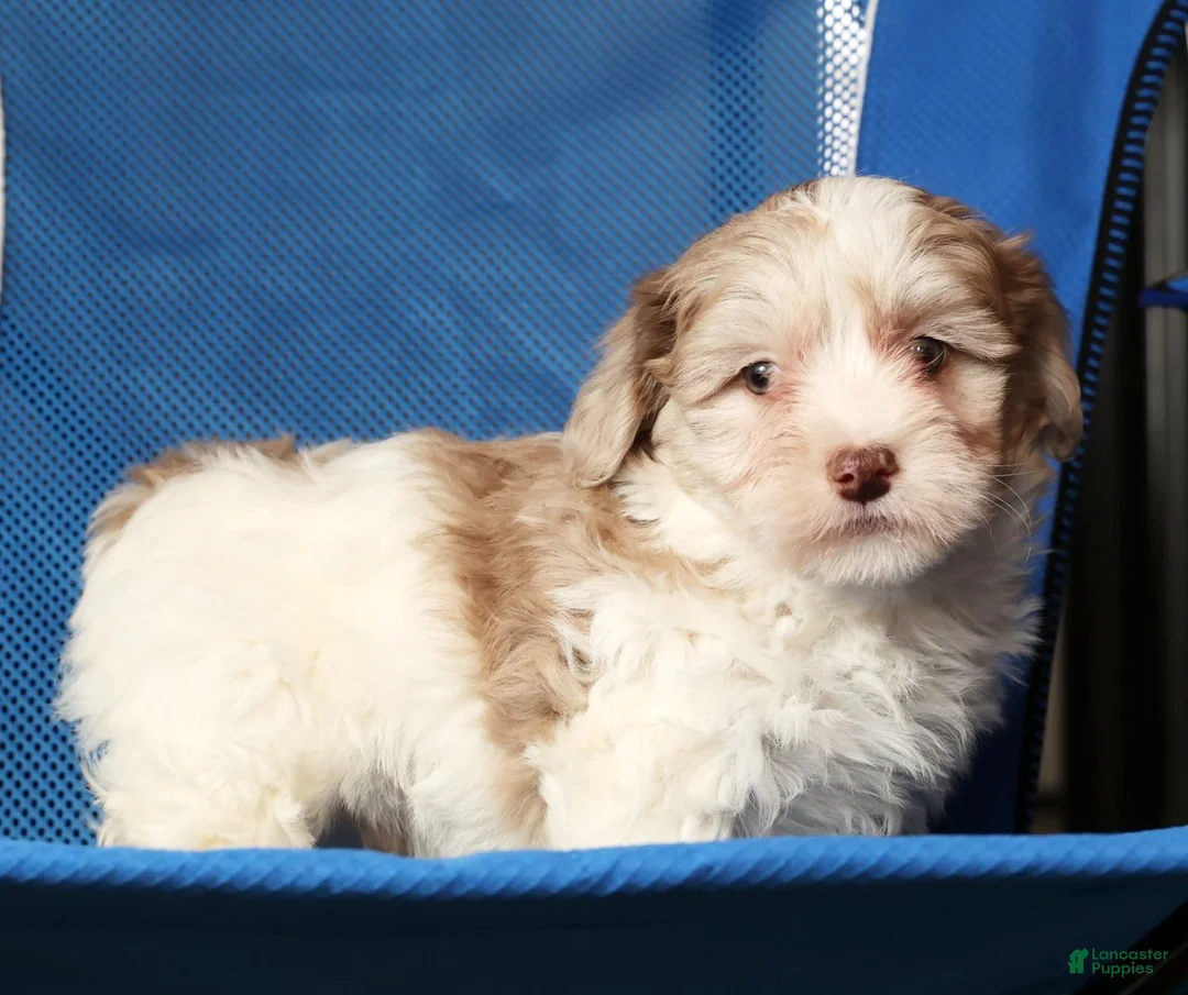 Havapoo dogs for sale: Buster - Ad 8