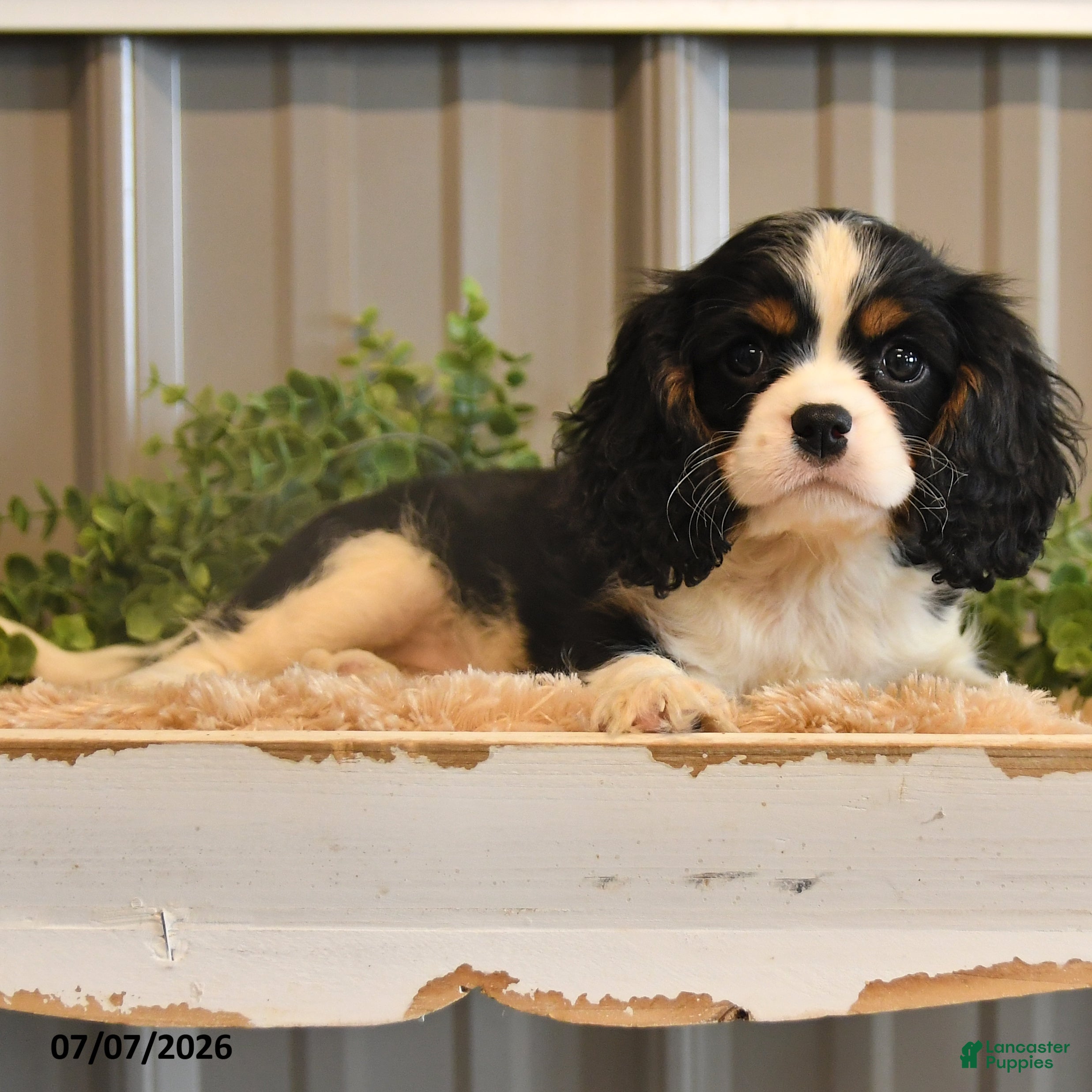 Cavalier King Charles Spaniel dogs Kassie - Ad 1