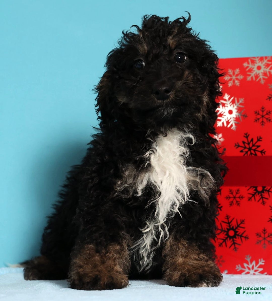 Mini Bernedoodle dogs for sale: Asher - Ad 5