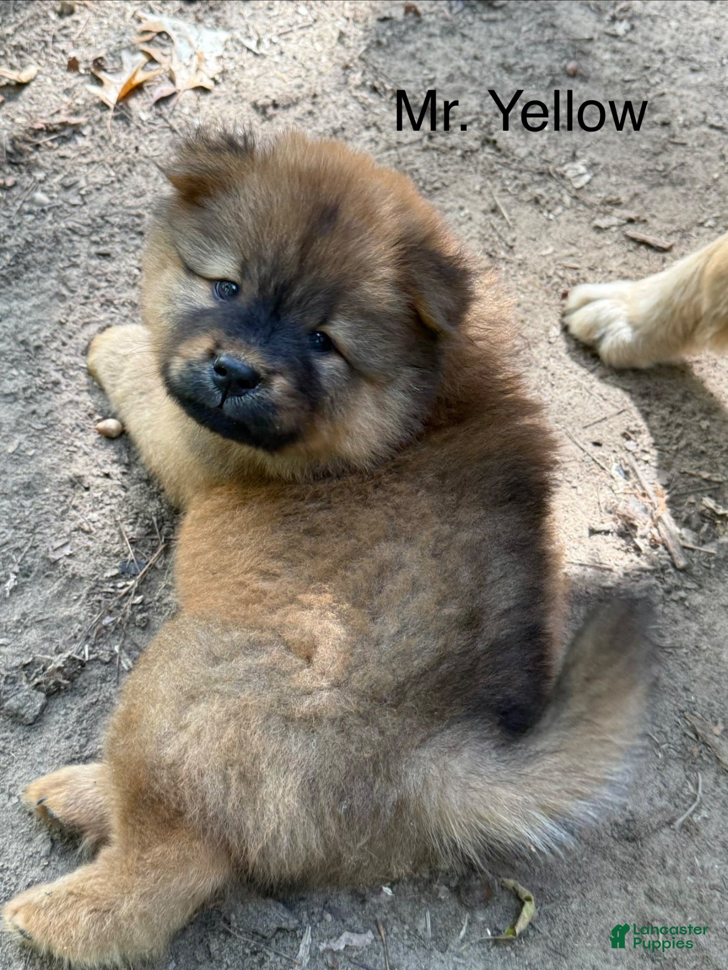 Chow Chow dogs for sale: Mr. Yellow - Ad 2