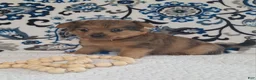 Mixed Breed dogs for sale: Beast - Ad 2