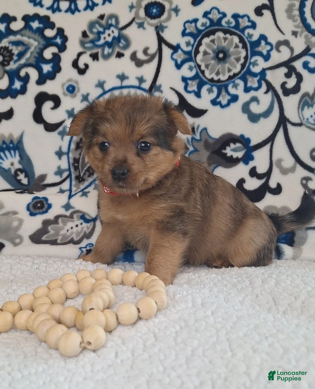 Mixed Breed dogs for sale: Beast - Ad 2