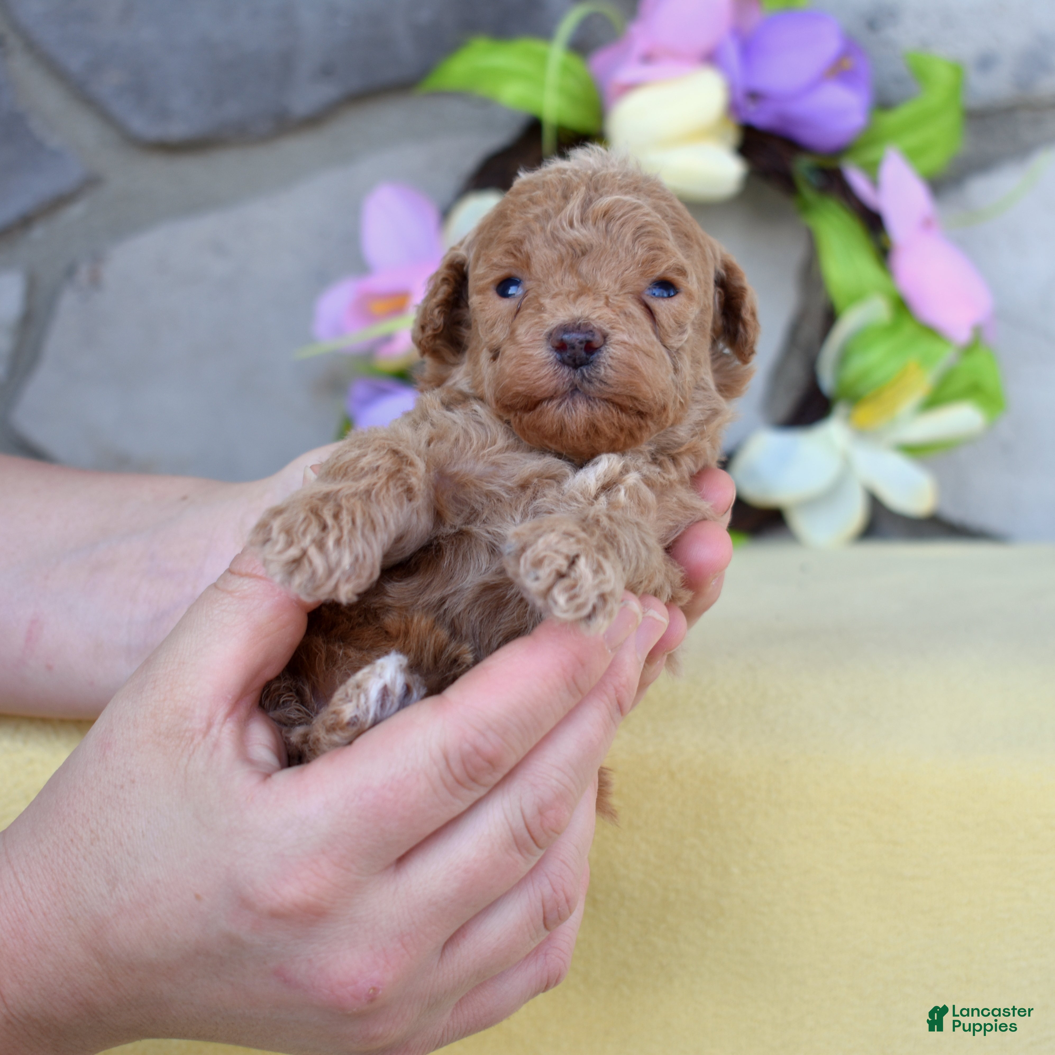 Miniature Poodle dogs Ruby - Ad 2