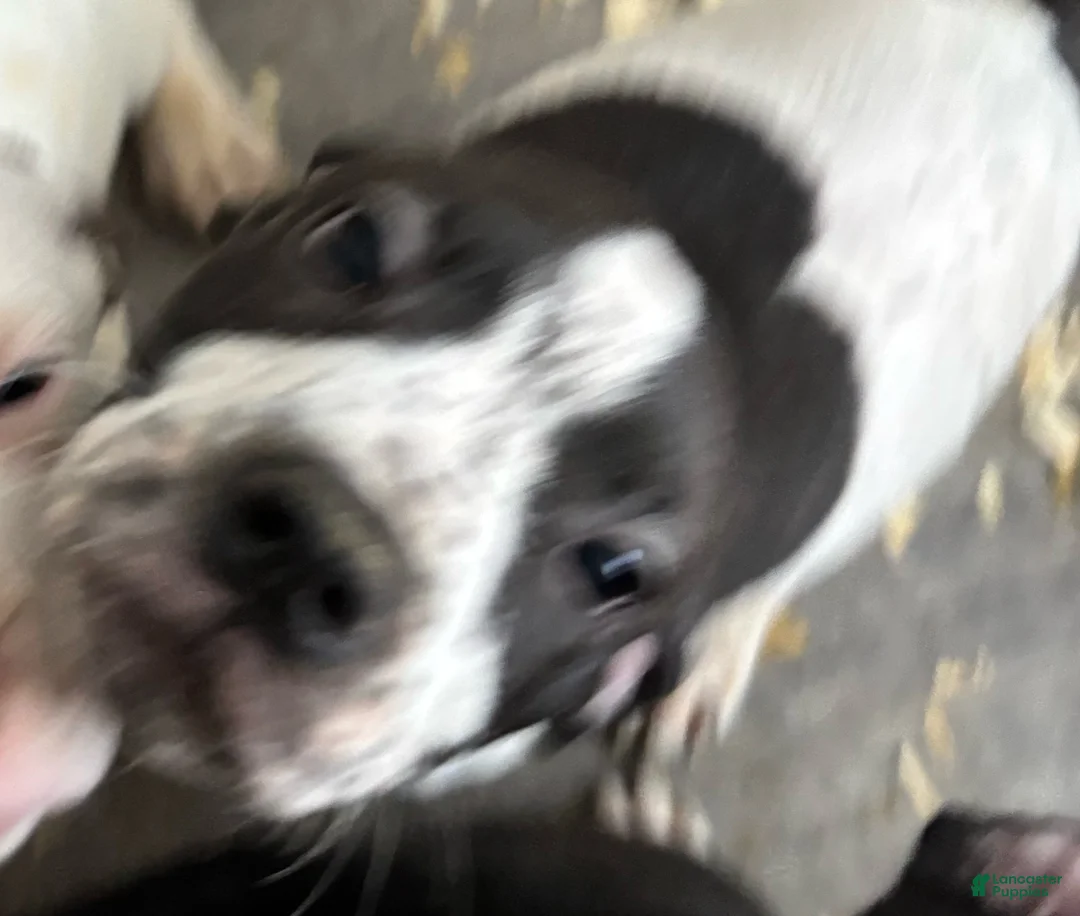 Mixed Breed dogs for sale: Mixed Breed 1 - Ad 1
