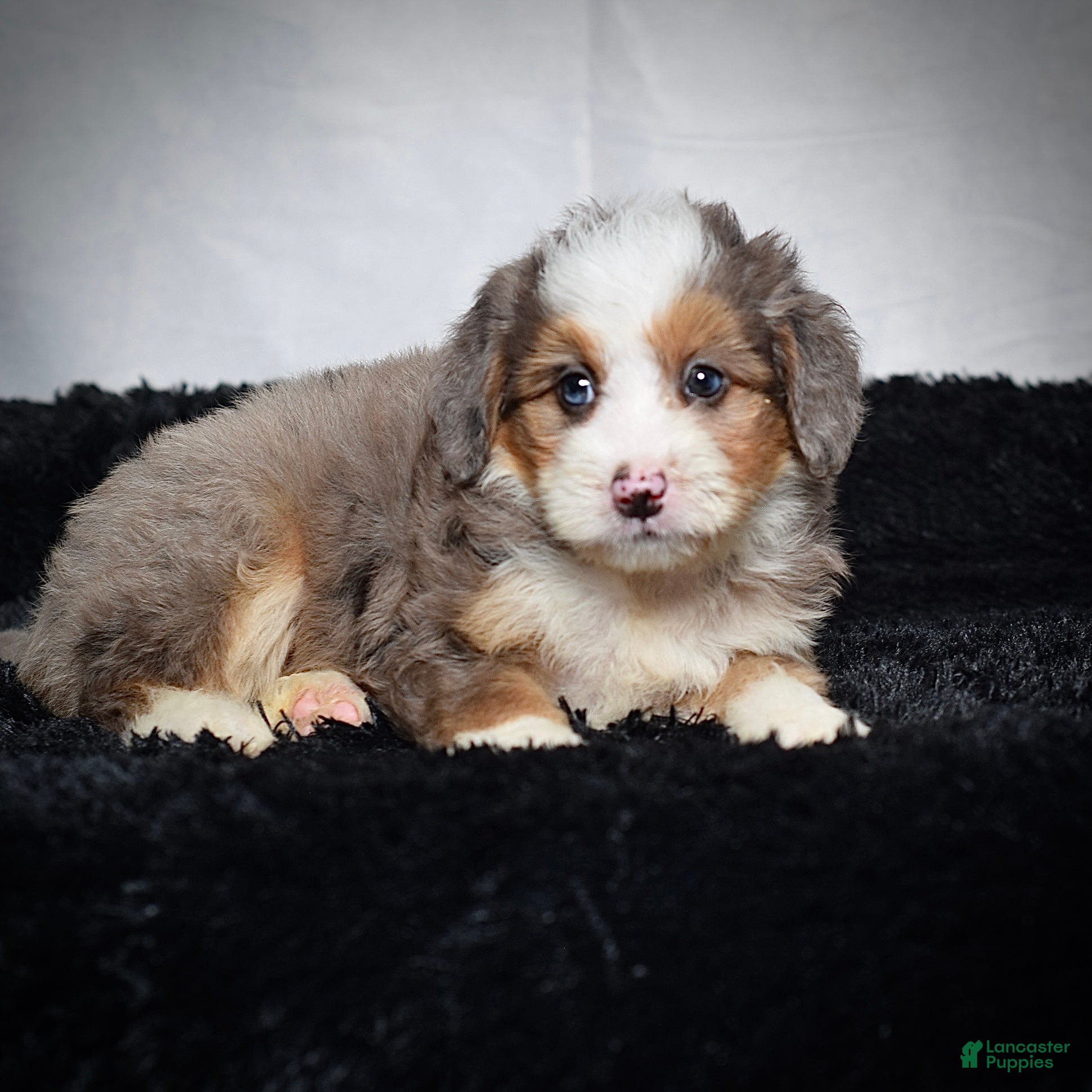 Mini Bernedoodle dogs Buzz - Ad 2