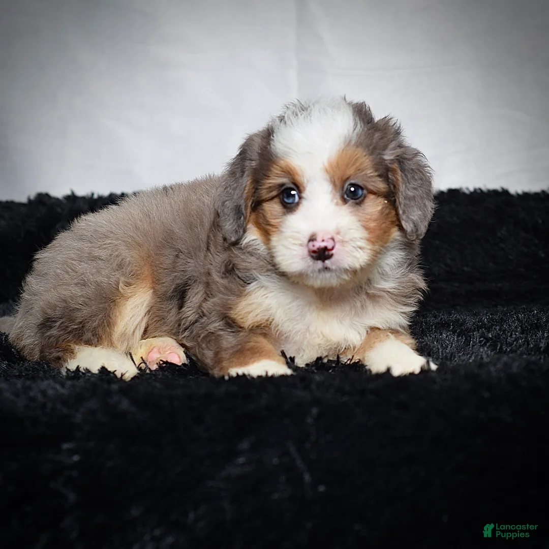 Mini Bernedoodle dogs for sale: Buzz - Ad 2
