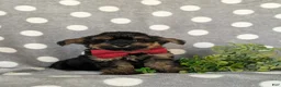 Yorkiepoo dogs for sale: Conroy - Ad 4