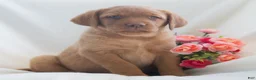 Labrador Retriever dogs for sale: Jessica  - Ad 4
