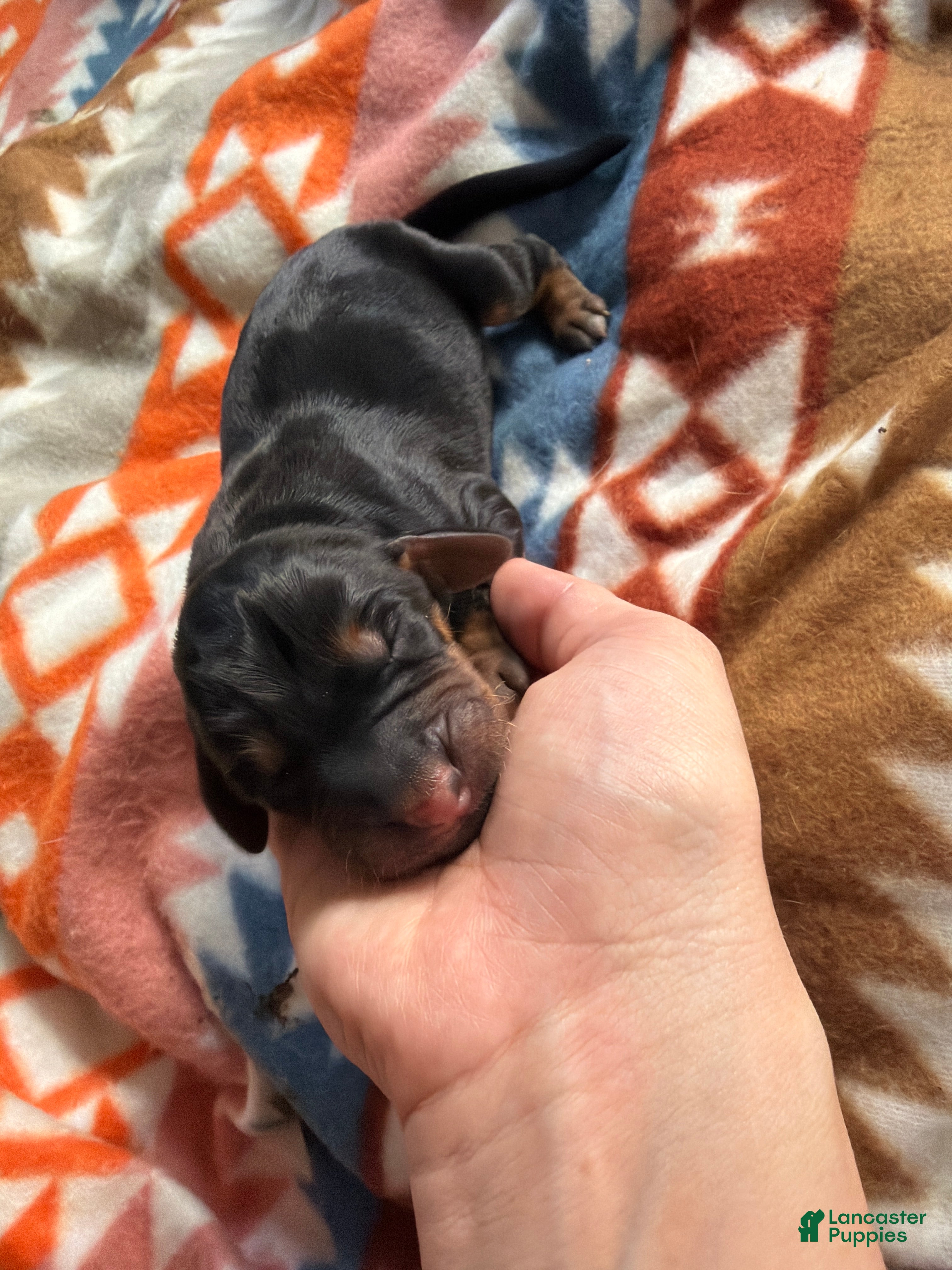 Mixed Breed dogs Rocky - Ad 5