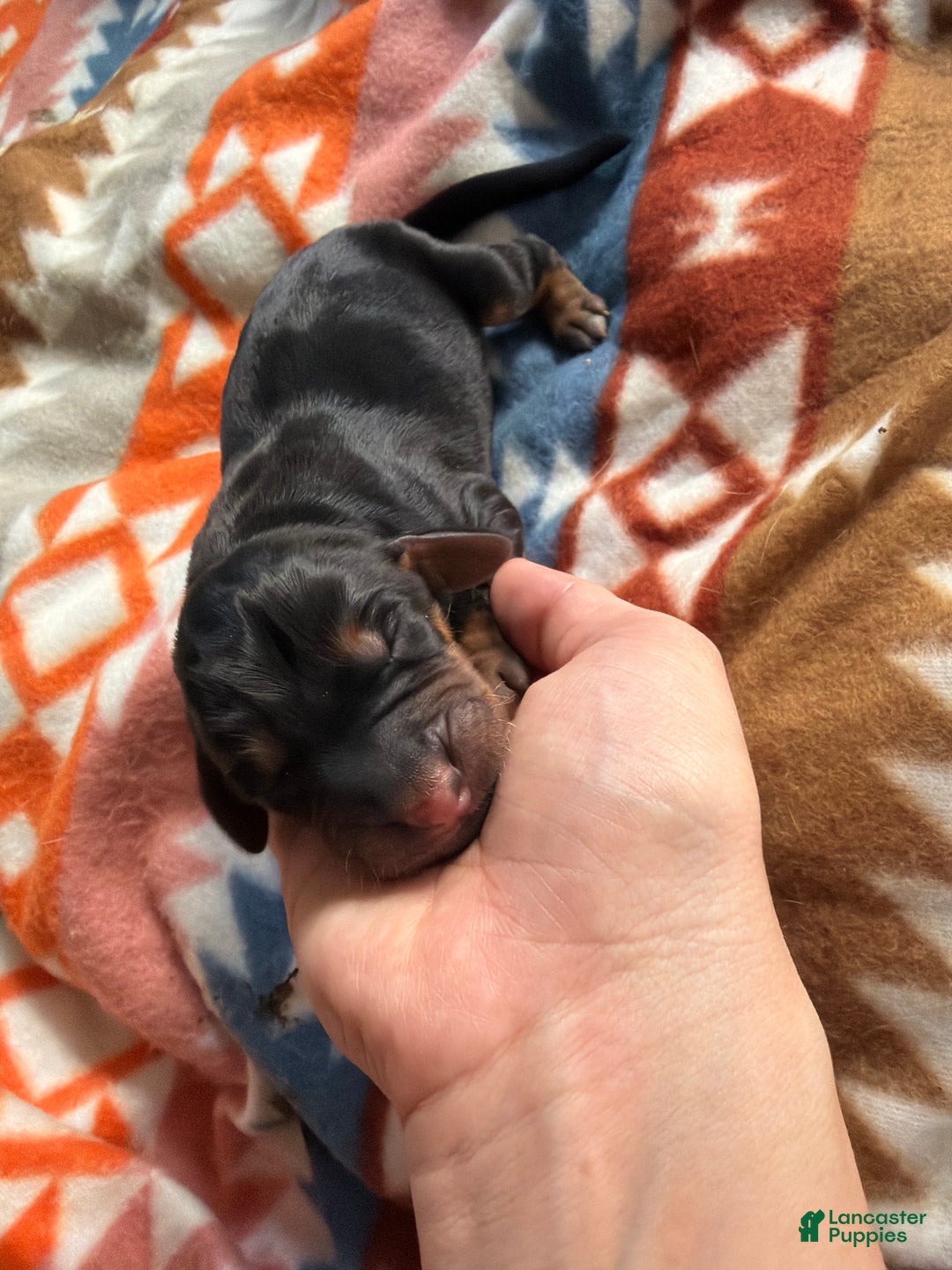 Mixed Breed dogs for sale: Rocky - Ad 1