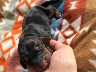 Mixed Breed dogs Rocky - Ad 9