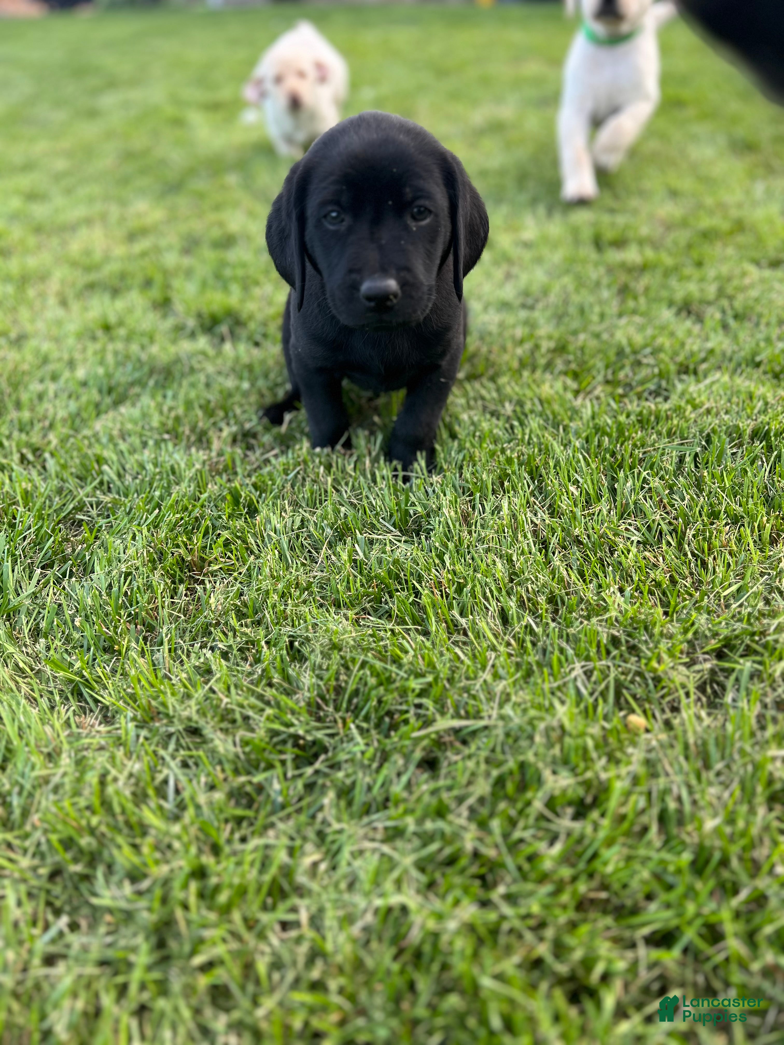Labrador Retriever dogs Lavendar (Purple Collar) - Ad 2