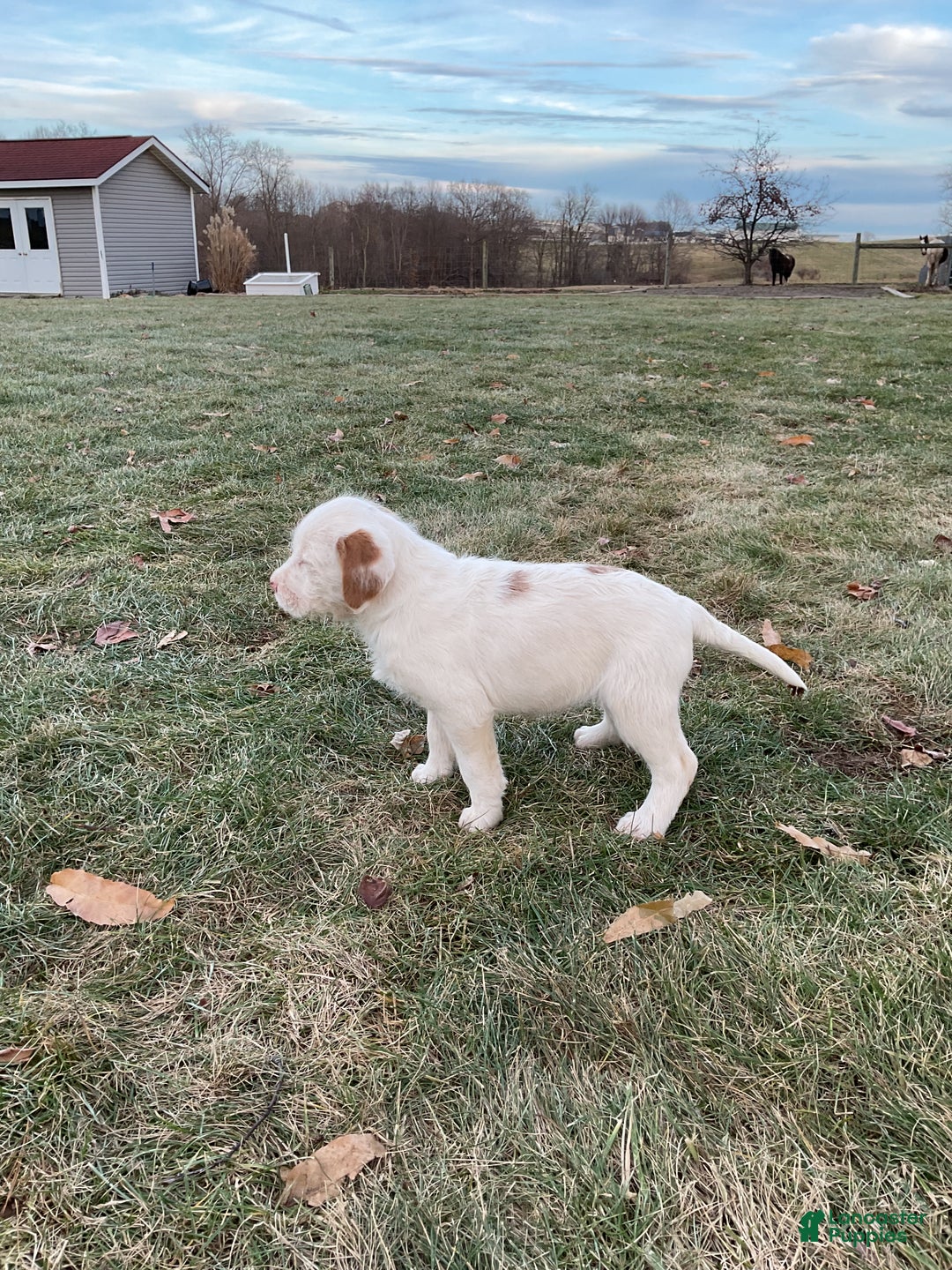 Mixed Breed dogs for sale:  Bernice - Ad 6