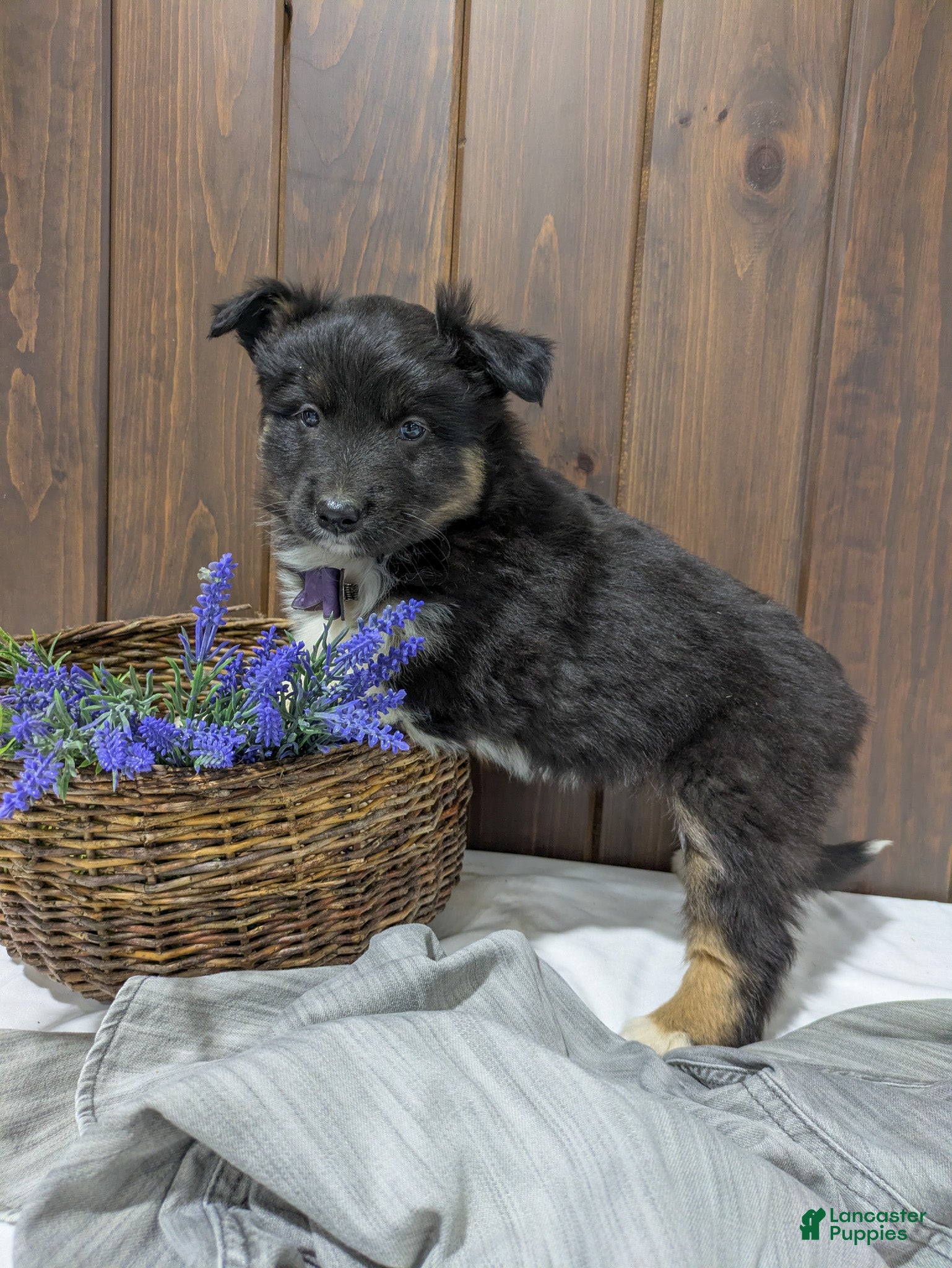 Mixed Breed dogs Violet - Ad 1