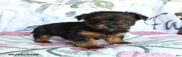 Yorkshire Terrier dogs for sale: Lila  - Ad 4