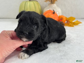 Miniature Schnauzer dogs - Ad 6