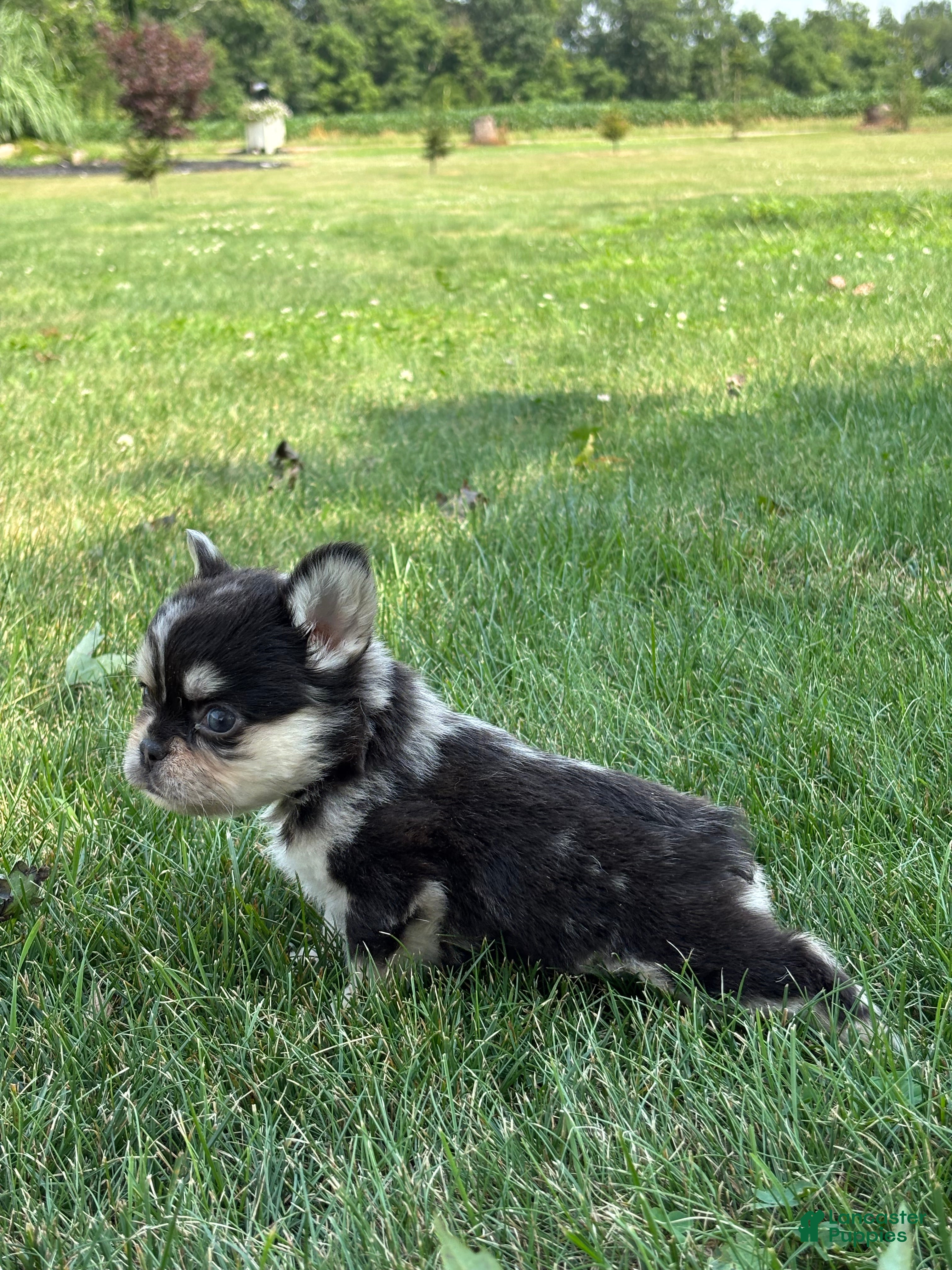 French Bulldog dogs Bella - Ad 2