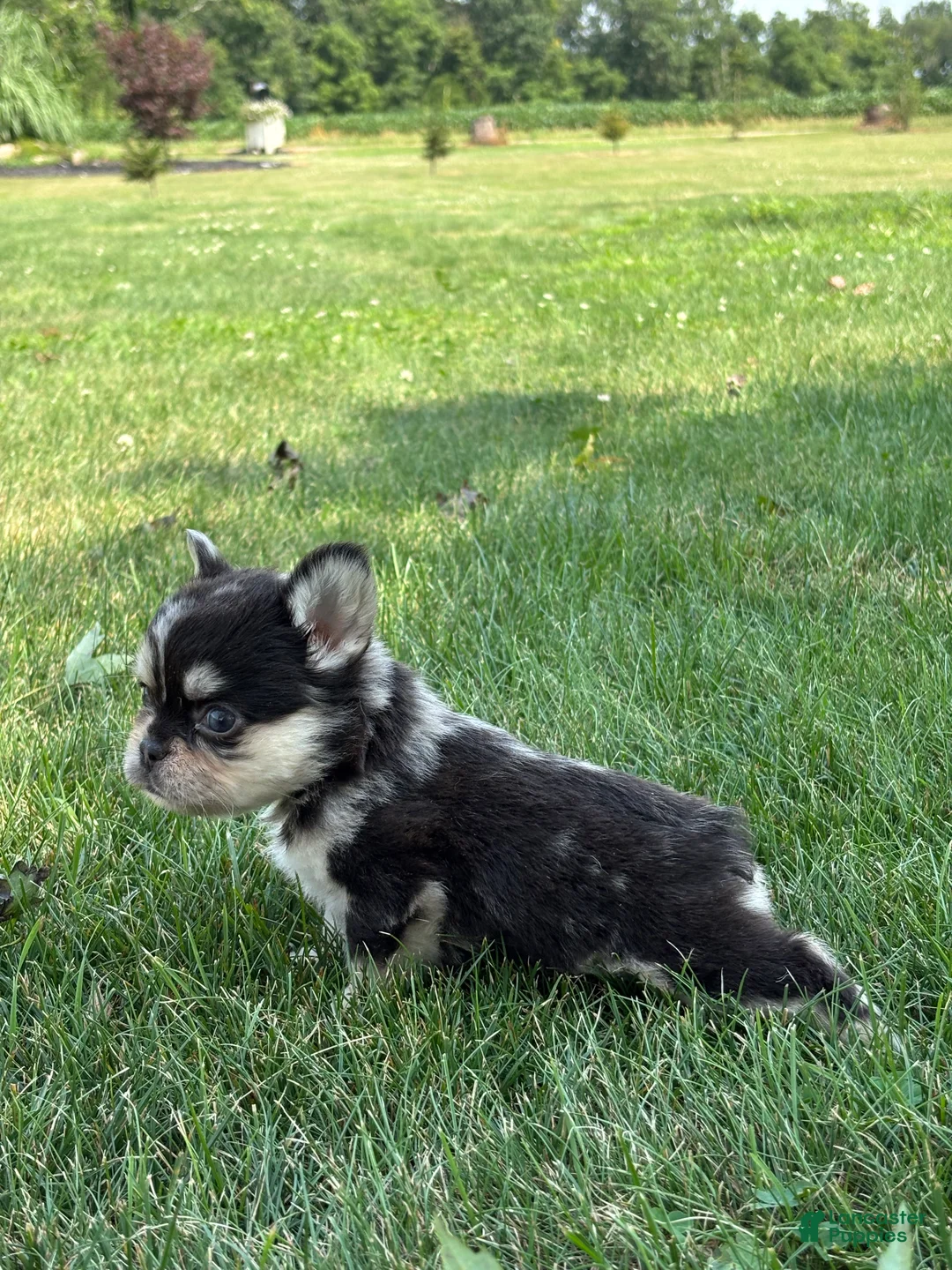 French Bulldog dogs for sale: Bella - Ad 2