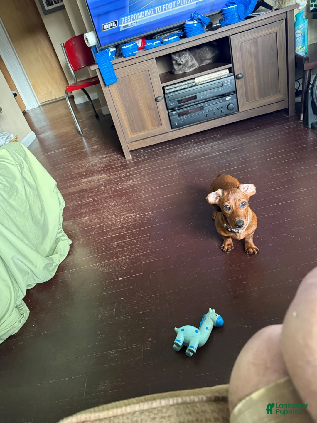 Dachshund dogs for sale: Dachshund 1 - Ad 5