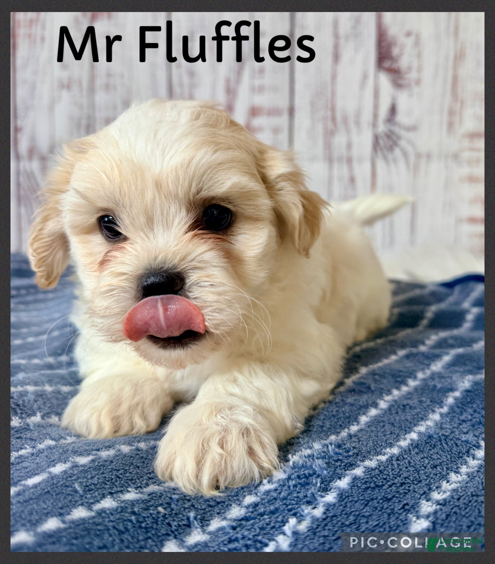 Teddy Bear dogs Mr Fluffles - Ad 1