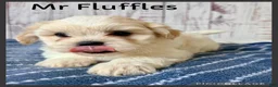 Teddy Bear dogs for sale: Mr Fluffles - Ad 1