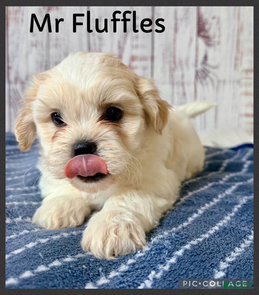 Teddy Bear dogs for sale: Mr Fluffles - Ad 1