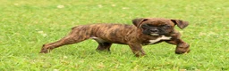 Boxer dogs for sale: Max - Ad 6