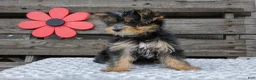 Yorkshire Terrier dogs for sale: Maggie - Ad 3